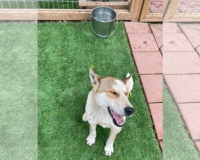 Mickey - Male Australian Shepherd-Unknown Mix Adult Dog for Adoption