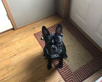 Frenchton craigslist hot sale