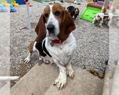 Young * Location Deepwater, NJ, 08340 USA USA *. Dog Breed: Basset Hound. 4 years old. Thank you for your interest in adopting a rescued Basset Hound! We ask all potential adopters to complete our application and approval process first so we can discuss the dogs that fit your home. We usually have 25 - 35 dogs available and the ages range from less than year old to ten plus years old. Once we r...