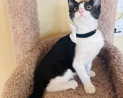 Baby Moose - Domestic Shorthair Male Kitten for Adoption