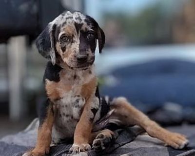 Motley - Coonhound/Australian Cattle Dog Mix Male Puppy for Adoption