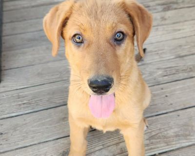 Ziva AL - Golden Retriever & Black Mouth Cur Mix Female Puppy for Adoption