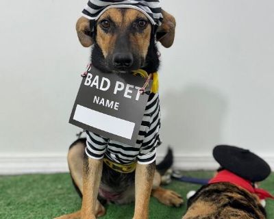 Exciting News: This adorable pup will be at an adoption event near you! Check our website: https://AmazingDogsRescue.org/dogs/ Or call 888.508.8943 (Monday to Sunday, 8 AM to 8 PM).. Out-of-town pets are cared for by non-local organizations who can make arrangements for the pet to be transported to your area. Learn More. Puppy Female Medium Black , White / Cream