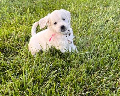 Golden Retriever Female Pups