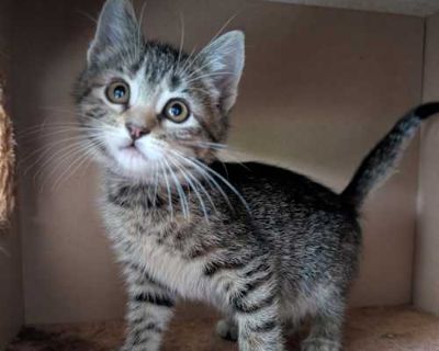 Sapphire - Domestic Shorthair Female Cat for Adoption