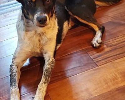 \ - Australian Cattle Dog Female Dog for Adoption