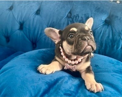 MUFFIN - French Bulldog Female Puppy for Adoption