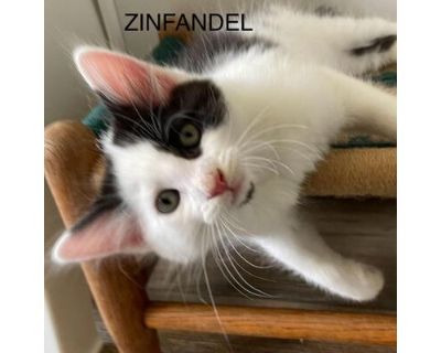 Zinfandel - Domestic Longhair Male Cat for Adoption