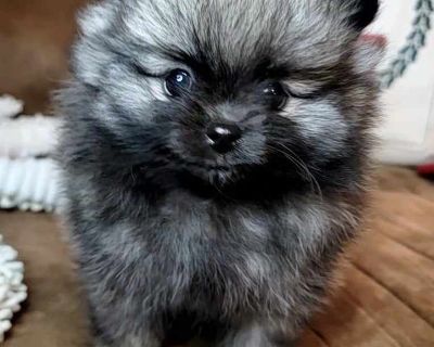 Ckc pomeranian puppies for sale hot sale in mississippi