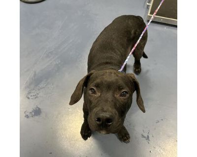 Buck - American Pit Bull Terrier Male Puppy for Adoption