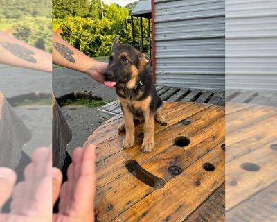 Litter of 2 - German Shepherd Dog Male Puppy for Sale