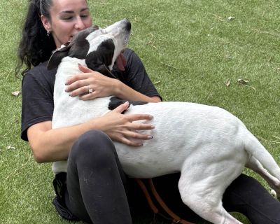 ***Help save Houston dogs lives! Our shelter is just outside of Houston, TX (and we transport to your area). Not only would you be adopting an amazing dog you d also be giving room to the next dog who needs our help. LANCE The Oversized Sweetheart With a Big Heart (and an even bigger honk bark) Personality Highlights: -Big, goofy, gentle giant -Loves his people & soaks up affection -Great play ...
