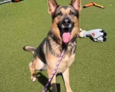 Koga - German Shepherd Dog Male Dog for Adoption
