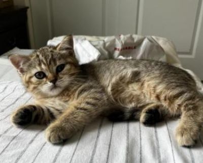 Misa - Scottish Straight Female Kitten For Sale
