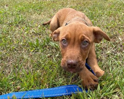 Bumble - Boxer & American Bully Mix Female Puppy for Adoption