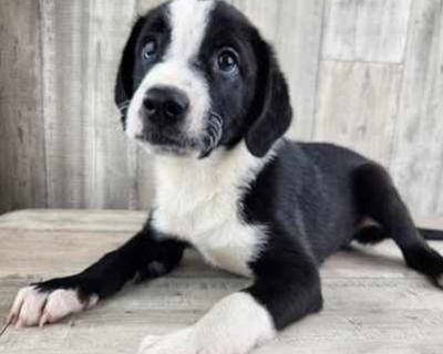 Buck - Golden Retriever Male Puppy for Adoption