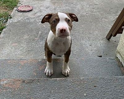 Hyde Park - American Pit Bull Terrier Female Puppy for Adoption