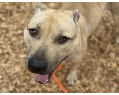 TATER - American Pit Bull Terrier Male Dog for Adoption