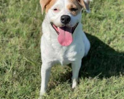 Beso - American Bulldog/American Staffordshire Terrier Mix Female Dog for Adoption