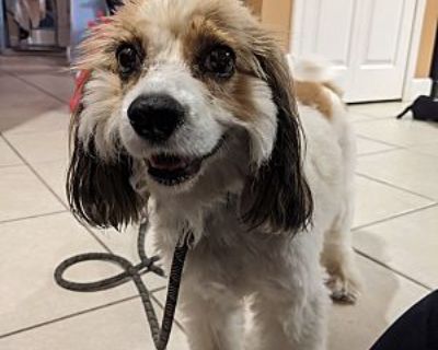 Sasha - Cavalier King Charles Spaniel/Havanese Mix Female Dog for Adoption