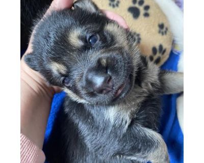 Charlie - Labrador Retriever/German Shepherd Dog Mix Female Puppy for Adoption