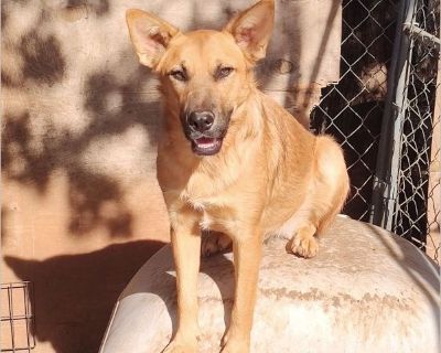 Kate - Female Puppy German Shepherd mix for Adoption