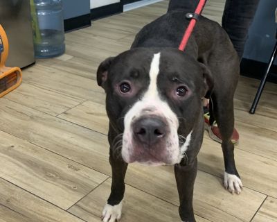 Found Dog - Do You Recognize Them? This sweet dog was found as a stray on 10/17 in Newark, NJ. They are waiting to be reunited with their family. If this is your dog, please call our office at (973) 824-7379 or visit us to reclaim them at: 124 Evergreen Ave, Newark, NJ If unclaimed, they will be available for adoption starting 10/24. ID# 42766. Health Vaccinations up to date.. Adult Male Medium...
