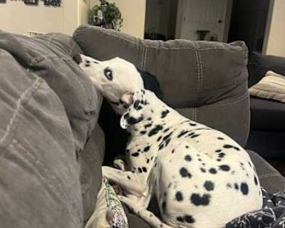 Solomon - Dalmatian Male Dog for Adoption