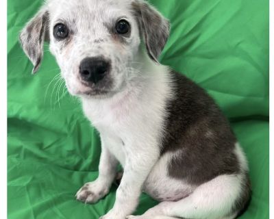 Bianca - Australian Cattle Dog / Blue Heeler & Labrador Retriever Mix Female Puppy for Adoption