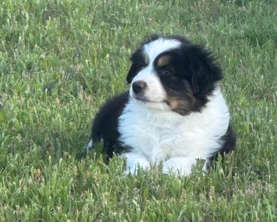 Miniature American Shepherd Puppies