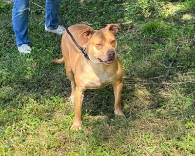 Muffin - American Bulldog Mix Female Dog for Adoption