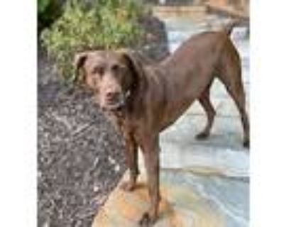 Coco Puffs, Labrador Retriever For Adoption In Alpharetta, Georgia