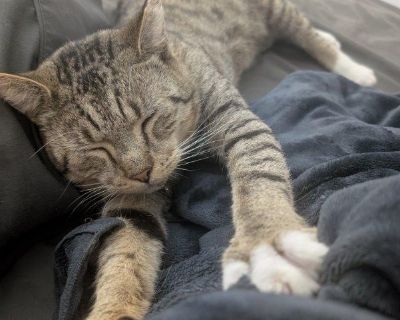 Meet Leo, a handsome gray tabby who s traded life on the streets for cozy naps, feather hunts, and gentle purrs. At about 3 4 years old, this neutered, vaccinated, and FIV/FeLV-negative boy is thriving indoors and ready to find his forever family. Leo is a wonderful mix of affectionate, playful, and independent. He greets his foster when they come home, keeps quiet company during work hours, an...