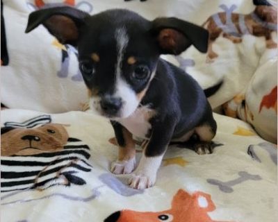 This dog is located in Newark,DE. If you're interested in this dog, please contact the foster directly:Darlene at 302-312-5129 or via email [email protected] . To submit an application please visit our site fur-everpaws.com Fur Ever Paws Dog Rescue is a small no kill rescue operating in the Delaware/Maryland area. We are a 501(c)(3) non-profit that rescues and places homeless, neglected or abus...