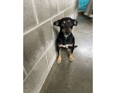 Cricket - Chihuahua/Mixed Breed (Medium) Mix Female Dog for Adoption