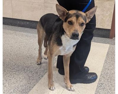 TIFA - German Shepherd Dog/Australian Cattle Dog Mix Female Dog for Adoption