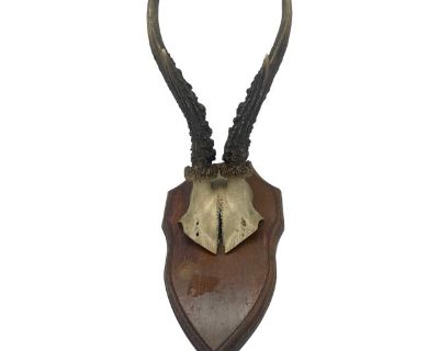 Antique English Antler Mount