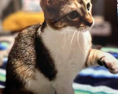 Crumb is a beautiful tabbico kitten with soft fur. She and her siblings were rescued from an abadoned lot, and she quickly learned the joys of being a pampered indoor cat. Don't let her sweet innocent face fool you - she is often the instigator of wild games of chase and ambush with her littermates. She does love to run, play, and climb, but also enjoys purring and cuddling with her humans at n...