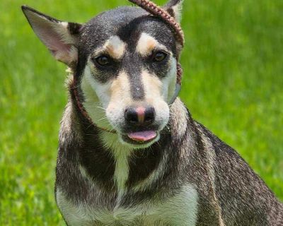 Winifred - Siberian Husky Female Puppy for Adoption