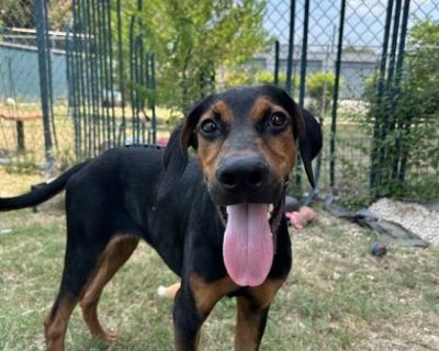 Augie - Hound Mix Male Puppy for Adoption