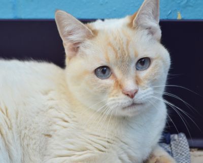 Susu - Siamese Female Cat for Adoption