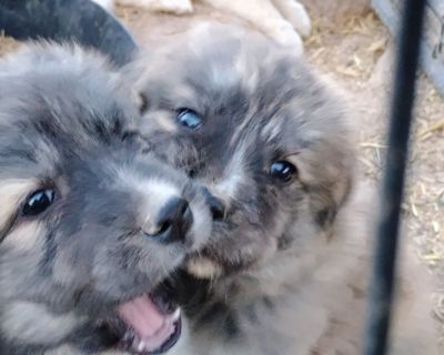 Anatolian-kangal Pyrenees puppies