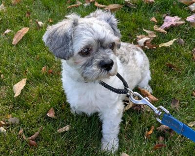 Meet Wolfie! Wolfie is a 7-year-old Shih Tzu with a gentle heart and a loyal spirit. This sensitive little guy came to rescue after his previous home wasn't the right fit. He takes his "lap protector" duties seriously and would thrive in a calm, adult-only home-ideally with one special person to call his own, who is home often to keep him company. Wolfie gets along well with other small dogs an...