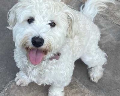 Princess Maltipoo - Maltese/Poodle (Standard) Mix Female Dog for Adoption