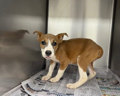 Cara's House 225-675-0400. Health Vaccinations up to date.. Puppy Female Medium