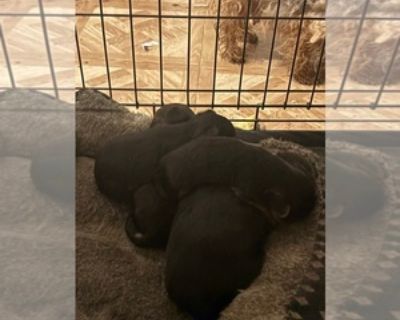 3 Weeks Old * Size at Maturity: Small * Availability Date: 11/30/2025 * Shipping Area: Pick Up Only * Payment Method: Cash *. Miniature Yorkies 1 female and 4 males. Accepting $100 deposits. $1200 for the female and $1000 for the male