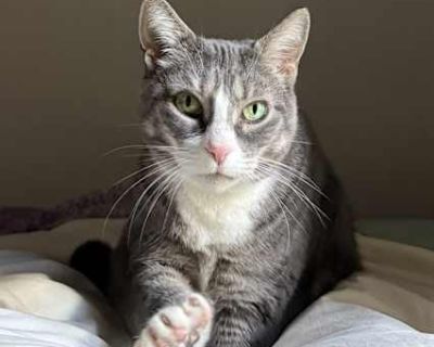 Carolanne - Domestic Shorthair Female Cat for Adoption