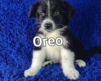 Oreo - Border Collie Male Puppy for Adoption