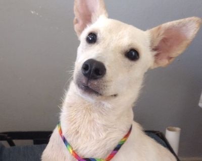 Dog for adoption - Butter Pecan, a Labrador Retriever & Portuguese Podengo  Mix in New Milford, CT