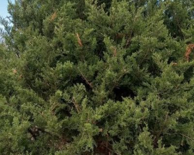 Free live Xmas trees